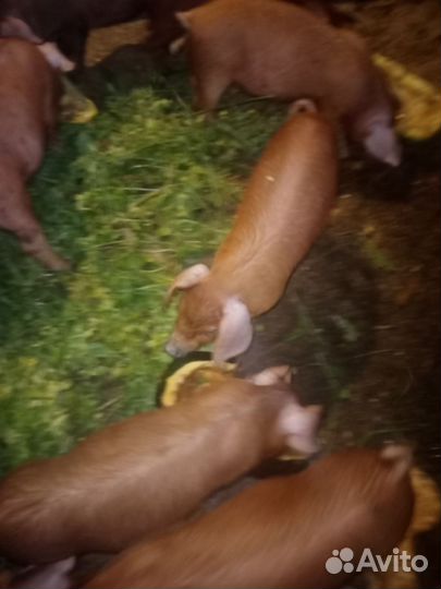 Поросенок Дюрок