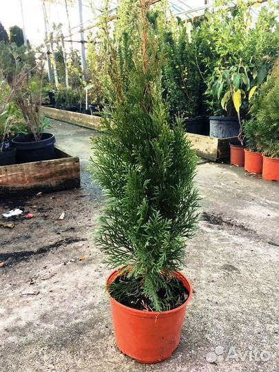 Туя Смарагд