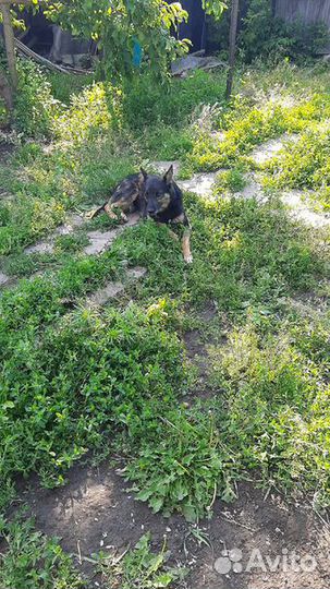 Собака стерилизованная