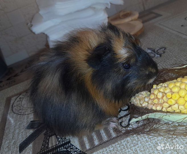 Морские свинки