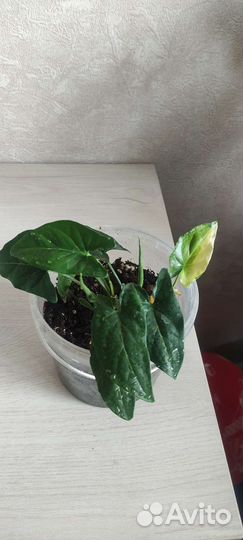 Сингониум imperial еллоу