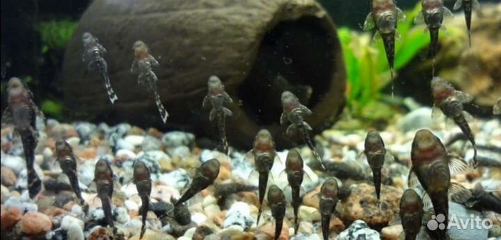 Сомики анциструсы