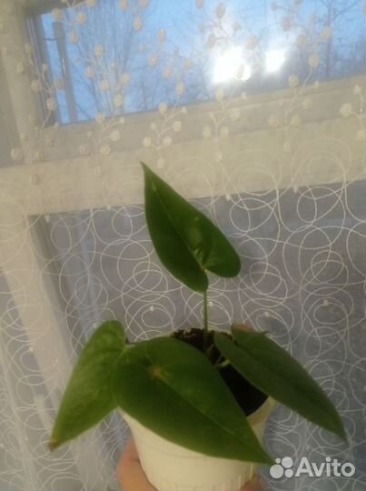 Комнатные цветы