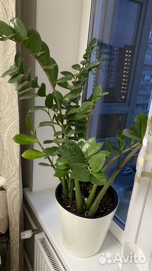 Замиокулькас