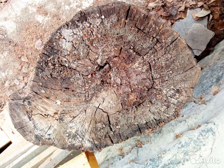 Пеньки, пни, пень, пенек