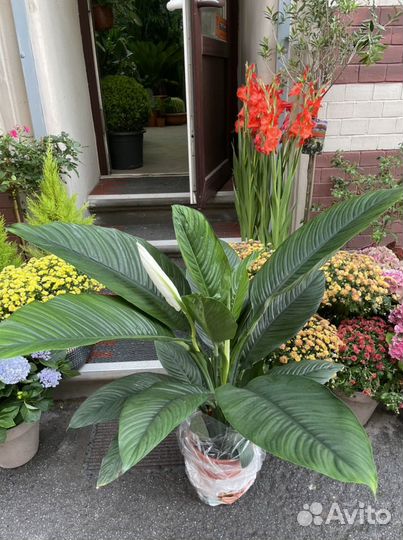 Подарок на новоселье растение в горшке