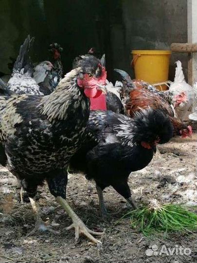 Семьи породных кур