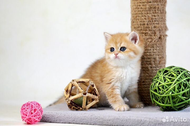 Британская золотая шиншилла