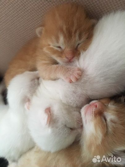 Рыжий котик