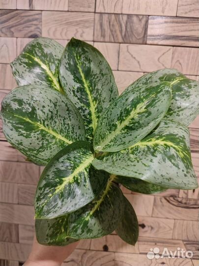 Аглаонема Иви грин, Милки вэй