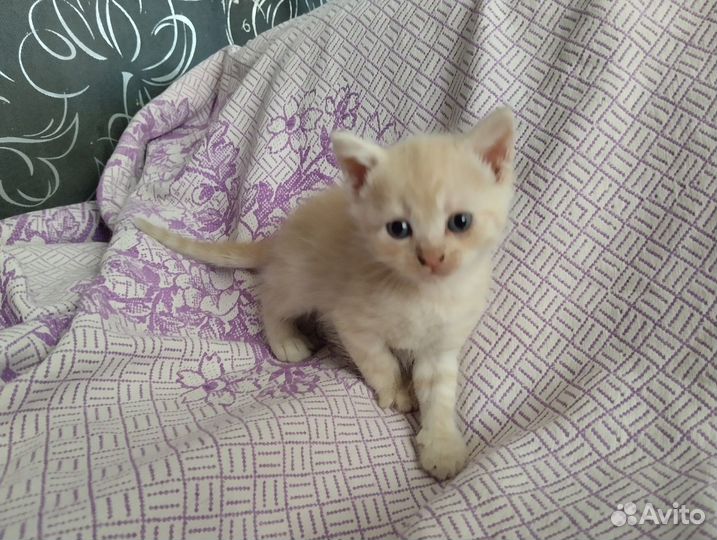 Малыши ищут дом
