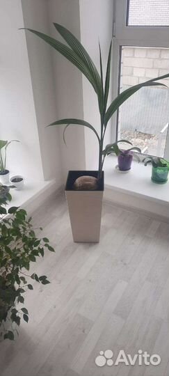 Кокосовая пальма