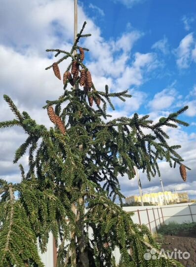 Ель Ауреоспиката