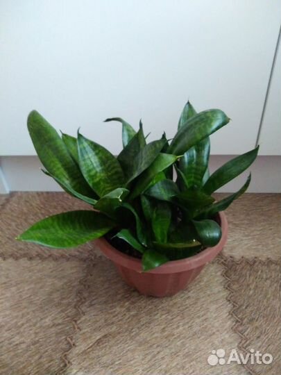 Комнатные растения, цветы