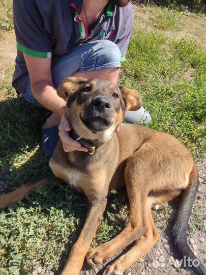 Собака в добрые руки