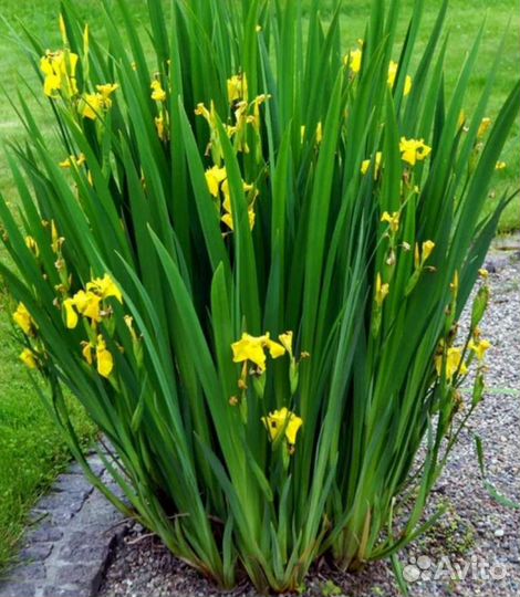 Ирис болотный