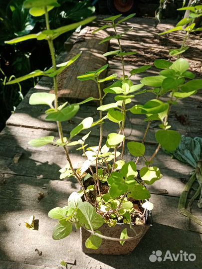 Пряные травы в горшках