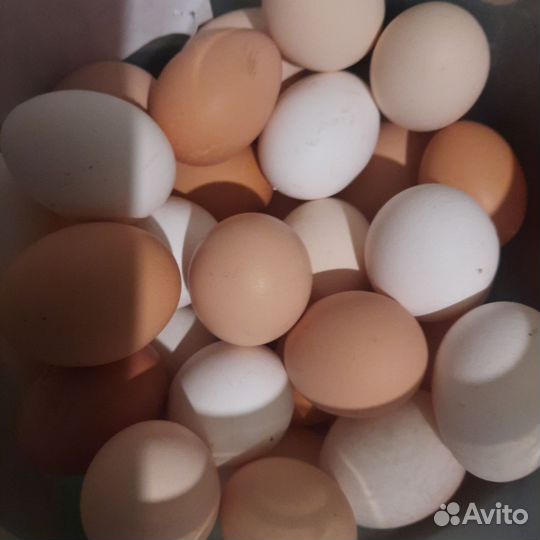 Яйцо домашнее куриное
