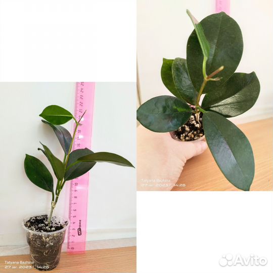 Хойя разные сорта - 3