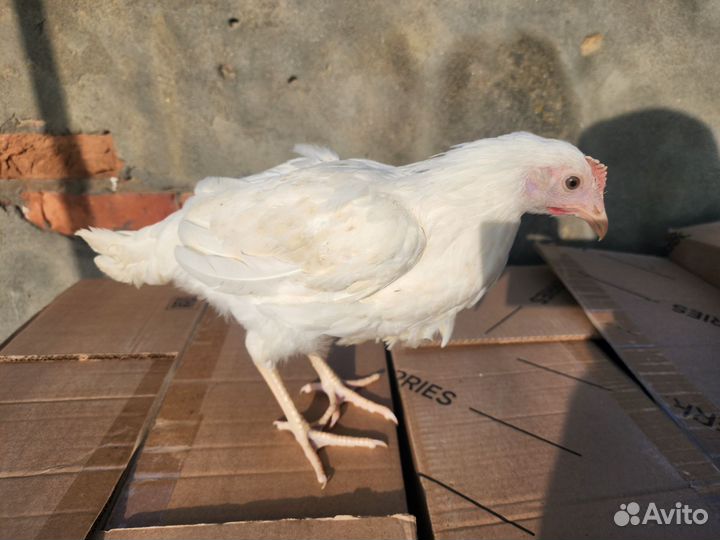 Куры молодки несушки