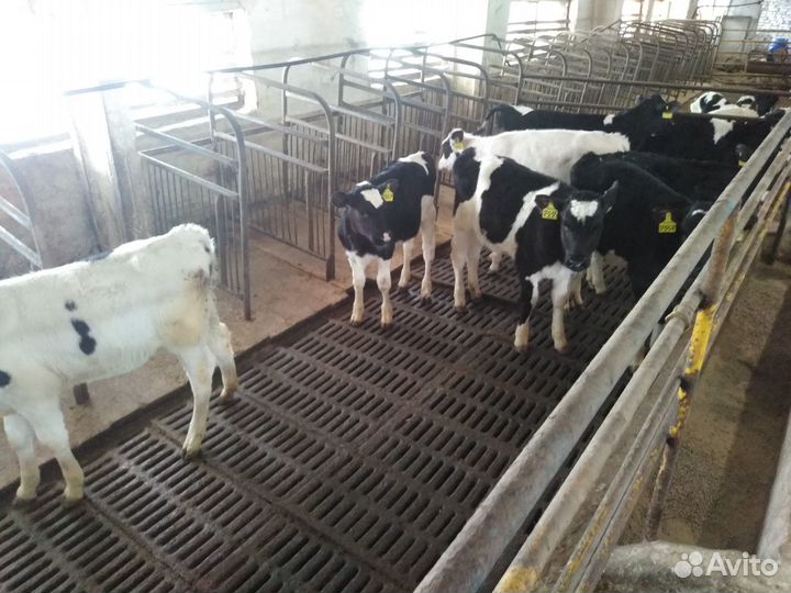 Бычки на откорм