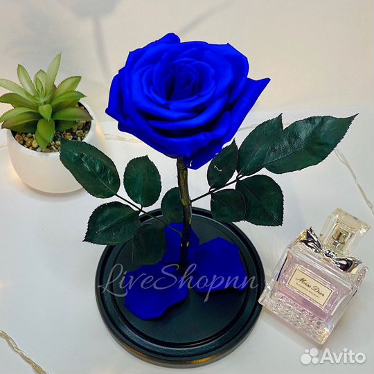 Роза в колбе живая