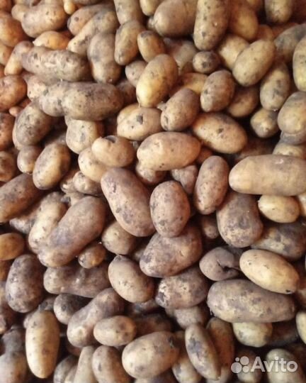 Продам картофель