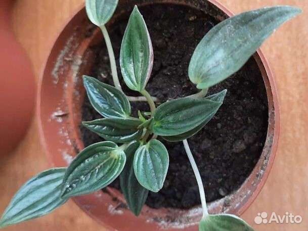 Цветок пеперомия