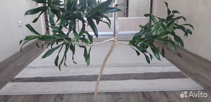 Комнатные цветы пальма