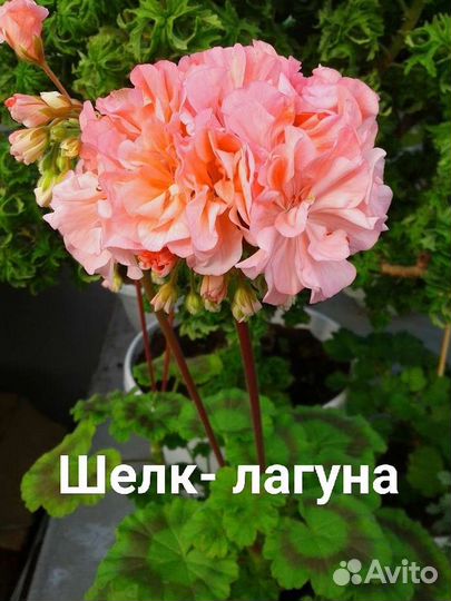 Сортовая пеларгония