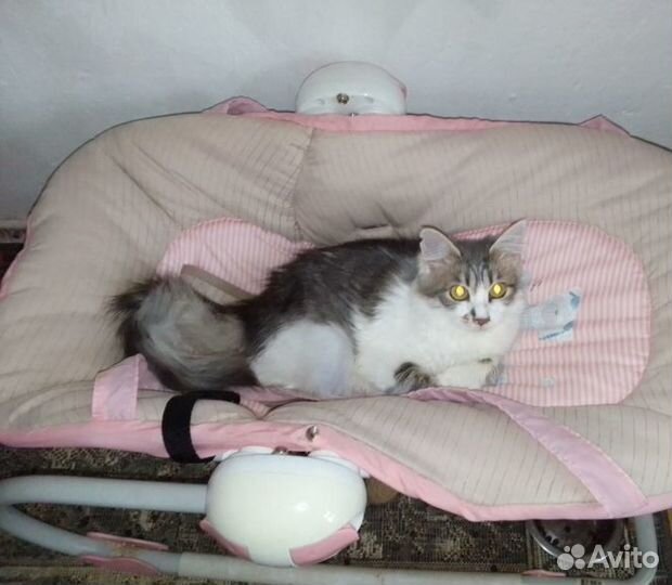 Киса в самые добрые ручки