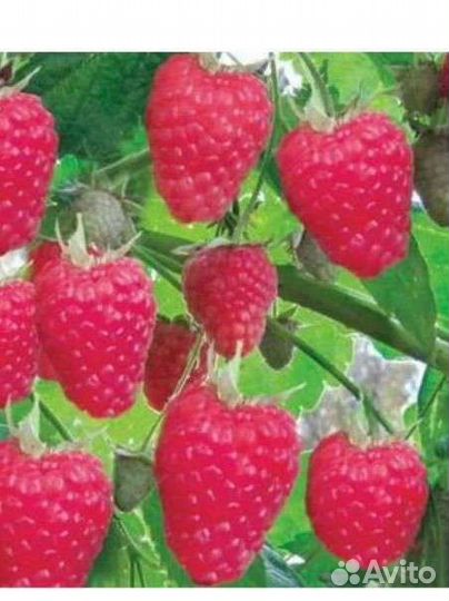 Ежевика, малина, голубика, смородина и др