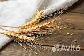 Зерно пшеница ячмень