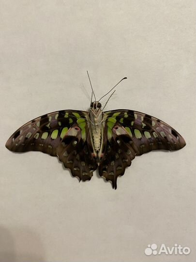 Сухие насекомые бабочки