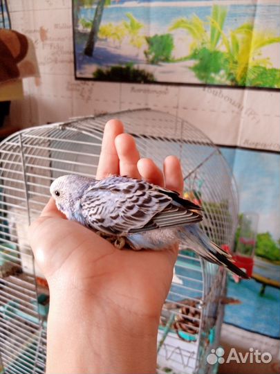 Попугай ручной