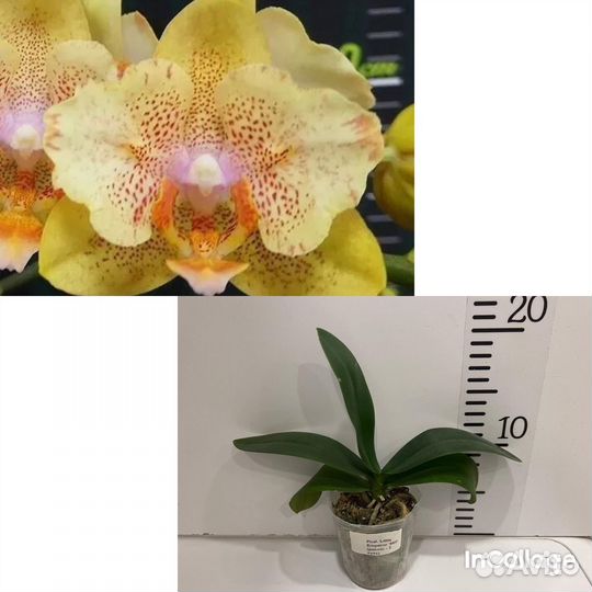 Сортовые орхидеи