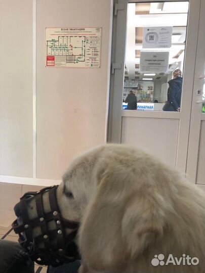 Вязка кабель польской подголянской овчарке