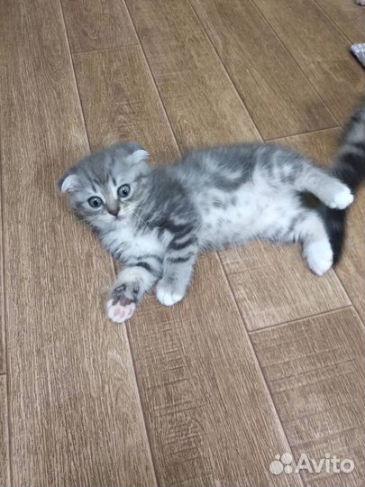 Британские котята