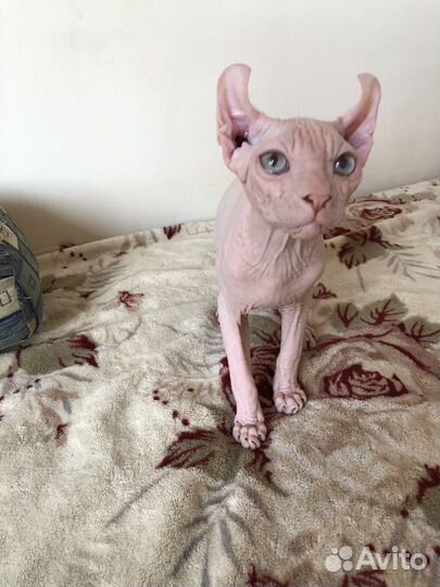 Канадский сфинкс эльф