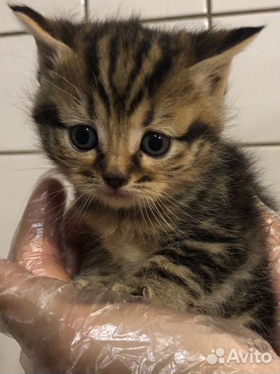 Котенок 2мес., девочка