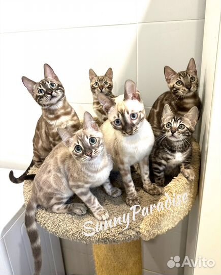 Элитные Бенгальские Котята