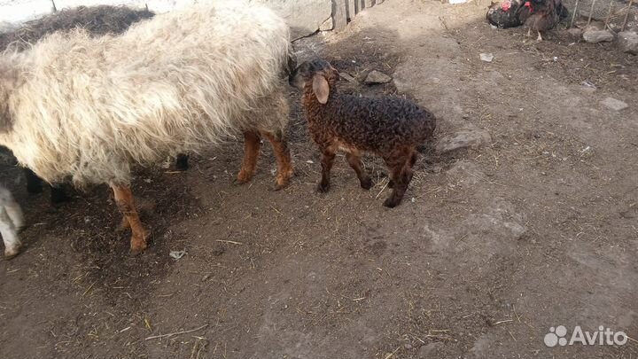 Овцы барашки