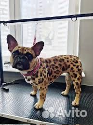 Груминг. Требуется модель