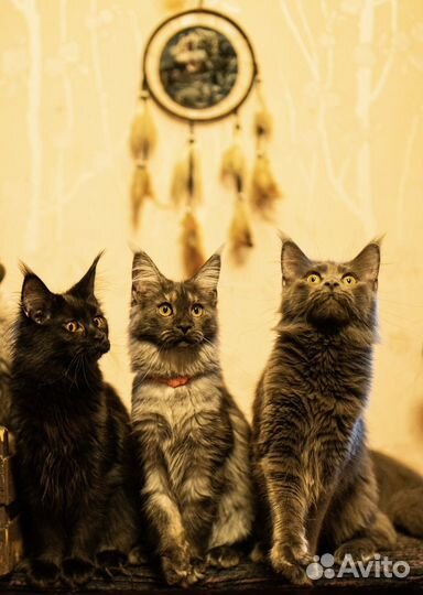 Котята мейн-кун