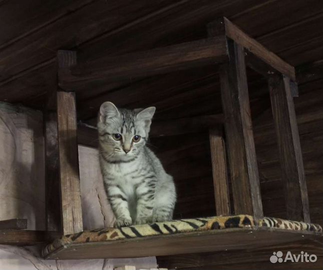 Кошечка от мышеловов