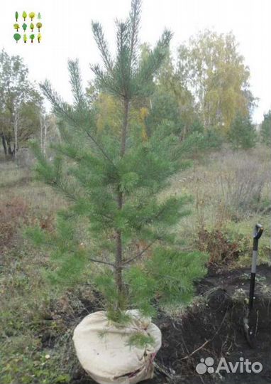 Крупномер сосна с гарантией