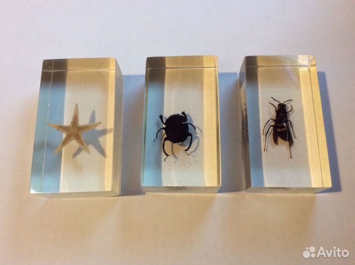 Коллекция Насекомые