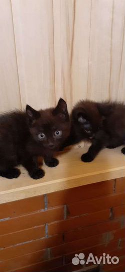 Настоящие дети кошки Сарайки