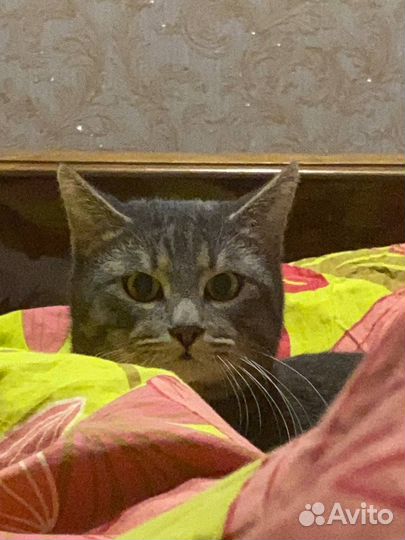 Кошка в дар