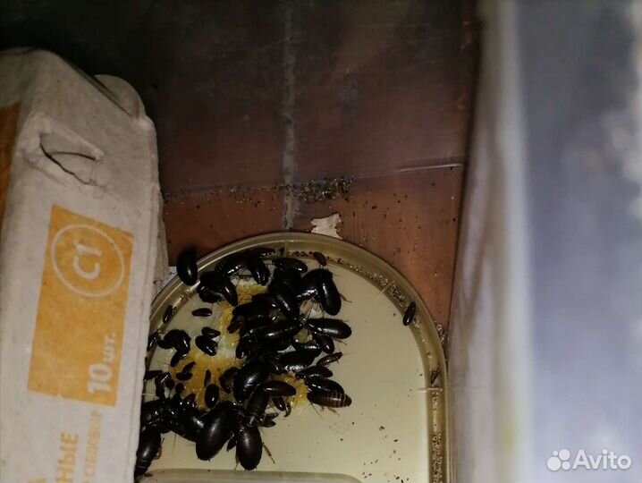 Мраморный таракан приманка корм для птиц насекомые